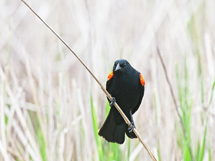 Red-winged blackbird 9, UW Arboretum, Madison, WI Photograph by Steven Ralser