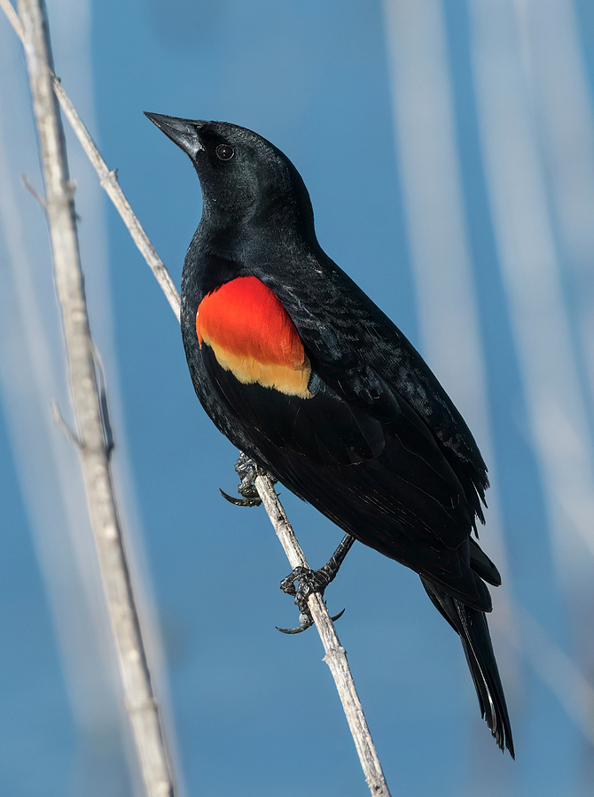 Red-winged Blackbird Above the Water Photograph by Loree Johnson