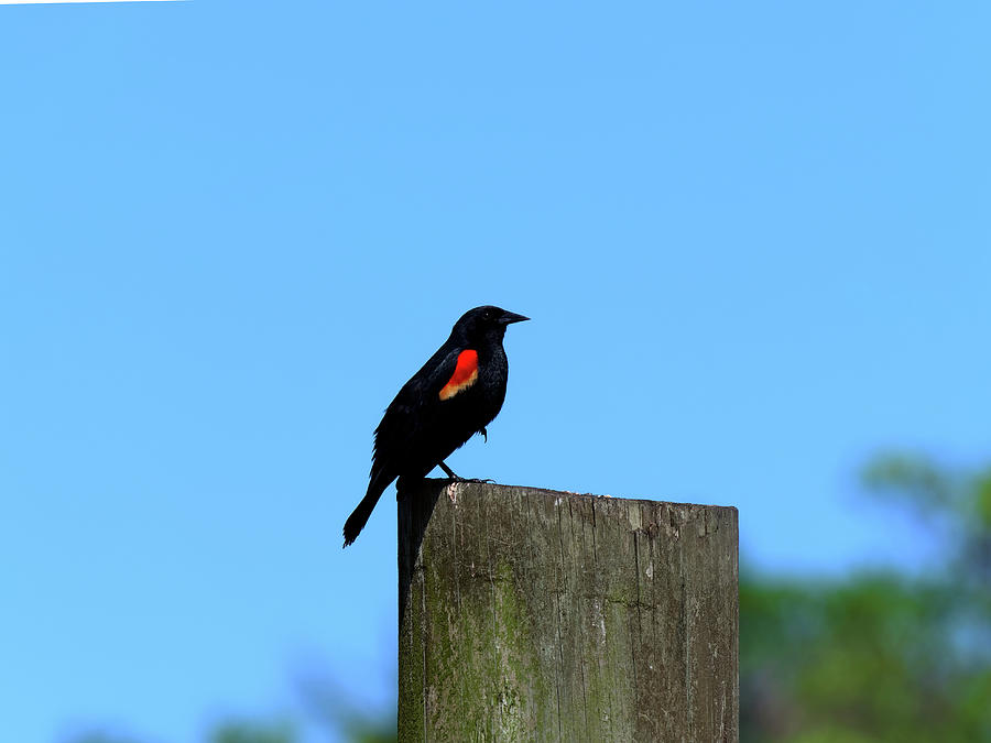Red Winged Blackbird Against Blue Sky Photograph
