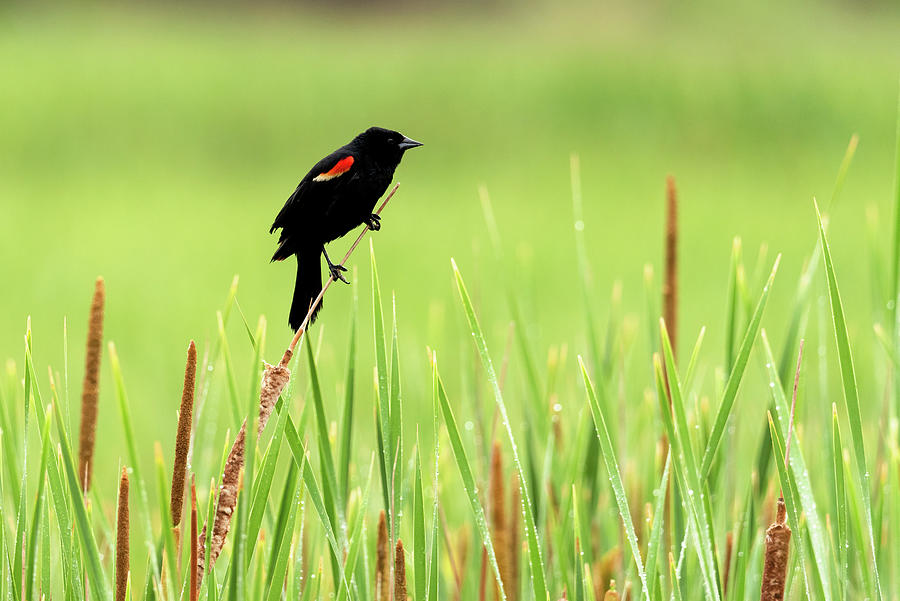 Red-Winged Blackbird Photograph by Alicia Glassmeyer