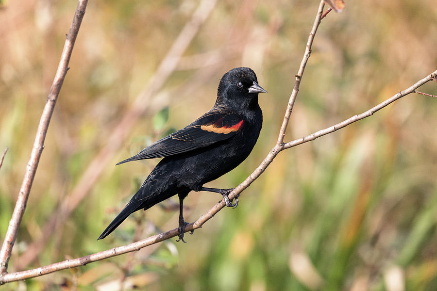 Red-winged Blackbird at Piper Spit and Burnaby Lake Photograph by Michael Russell