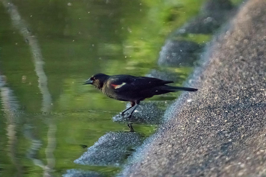 Red-Winged Blackbird At Water's Edge, No. 1 Photograph By Belinda Greb ...