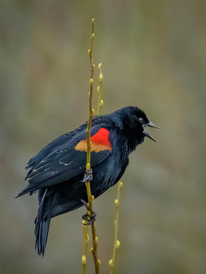 Red-winged Blackbird Photograph by Bill Ray