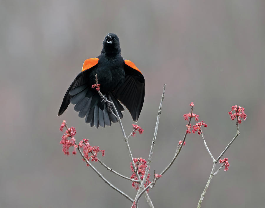 Red Winged Blackbird Calling Photograph