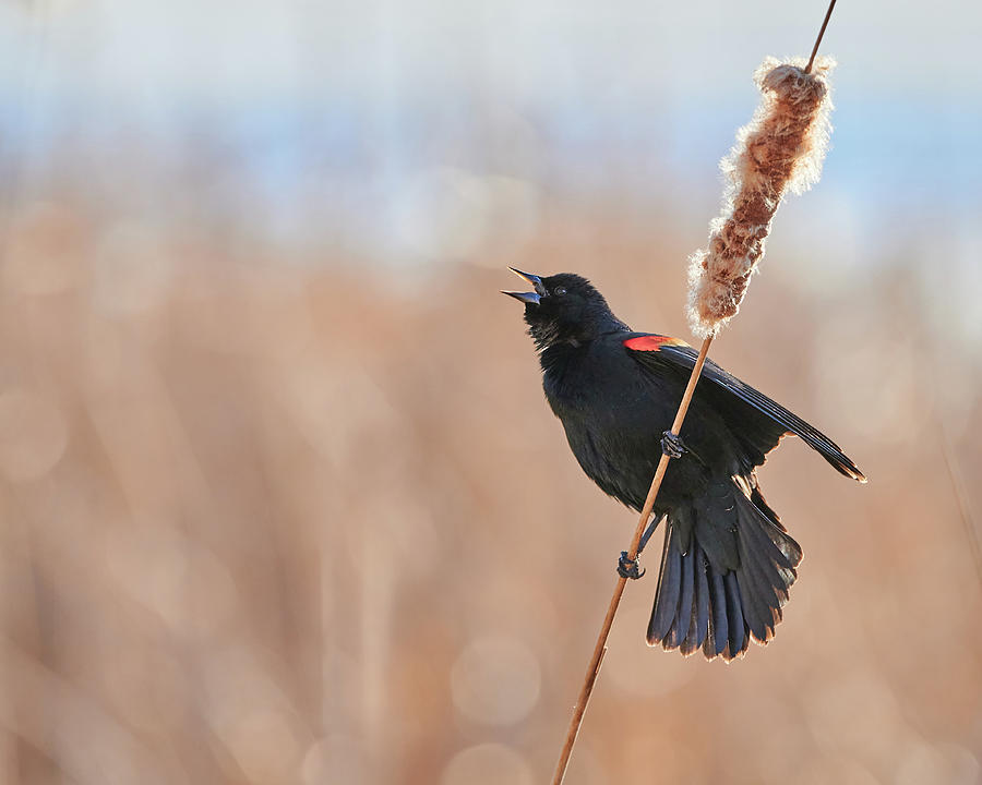 Red-winged Blackbird Calling Photograph by Jim Hughes