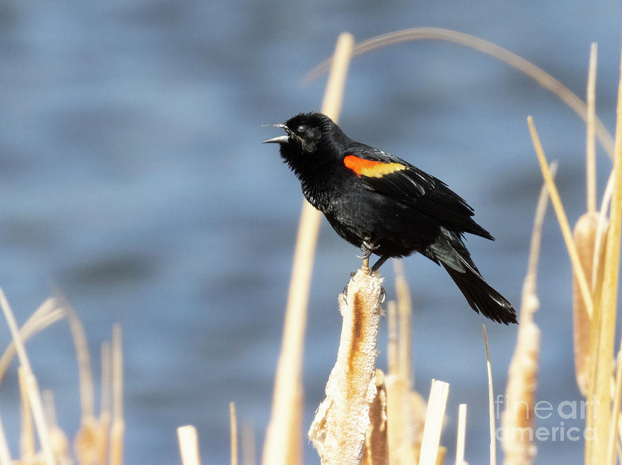 Red-winged Blackbird Calling Photograph by Steven Krull