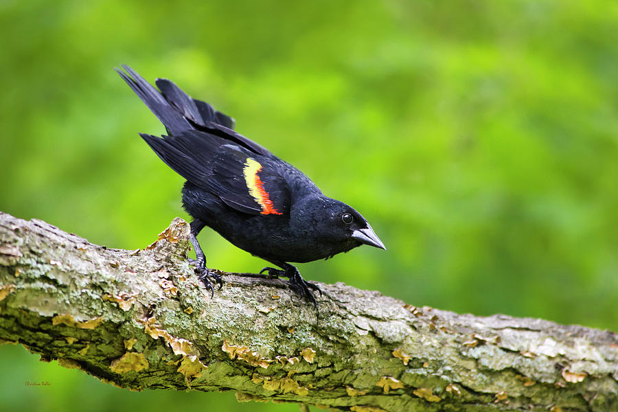 Red Winged Blackbird Photograph by Christina Rollo