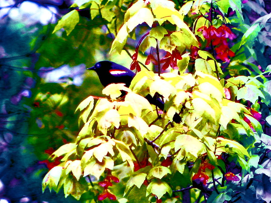 Red-winged Blackbird Digital Art by Cliff Wilson