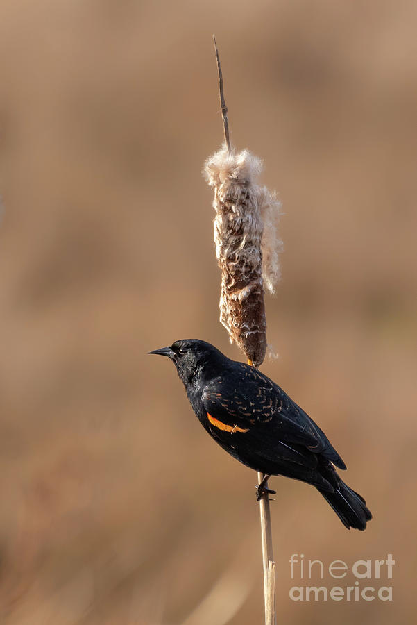Winter Photograph - Red-winged Blackbird Clings to Cattail Stalk by Nancy Gleason