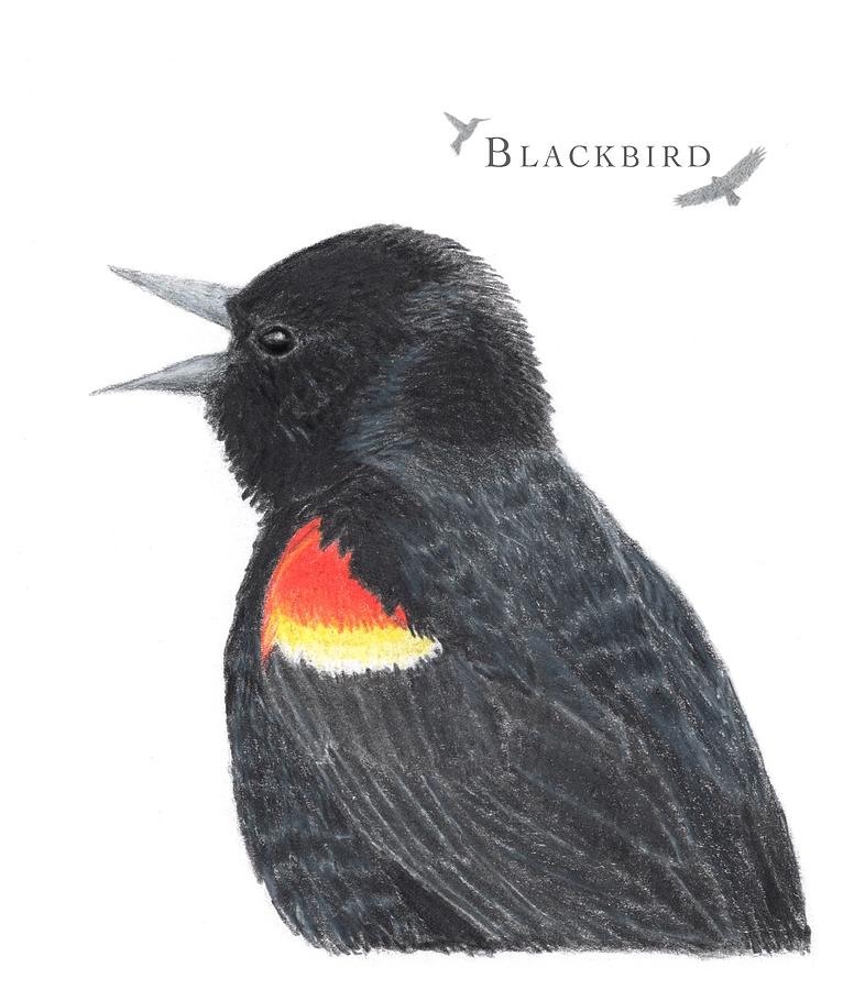 Redwinged blackbird Drawing by Dana Ross Fine Art America