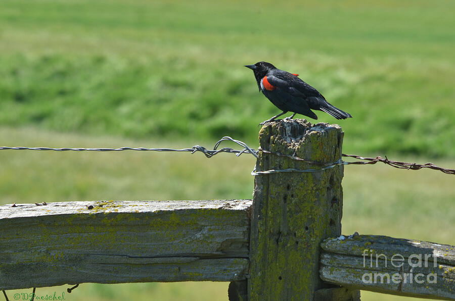Red Winged Blackbird Photograph