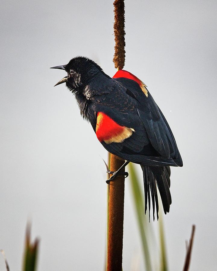 Red-winged Blackbird Displaying Photograph by Ronald Lutz