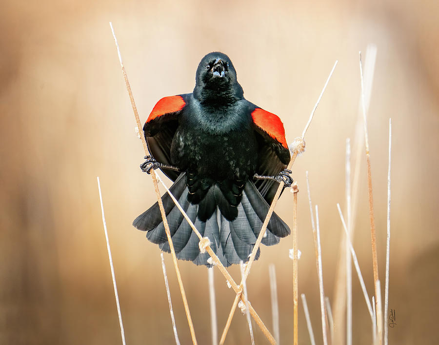 Red-winged Blackbird doing the Splits Photograph by Judi Dressler