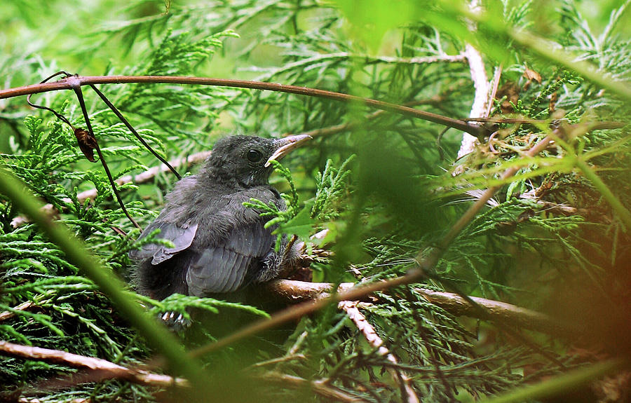 Red-winged Blackbird Fledgling Photograph