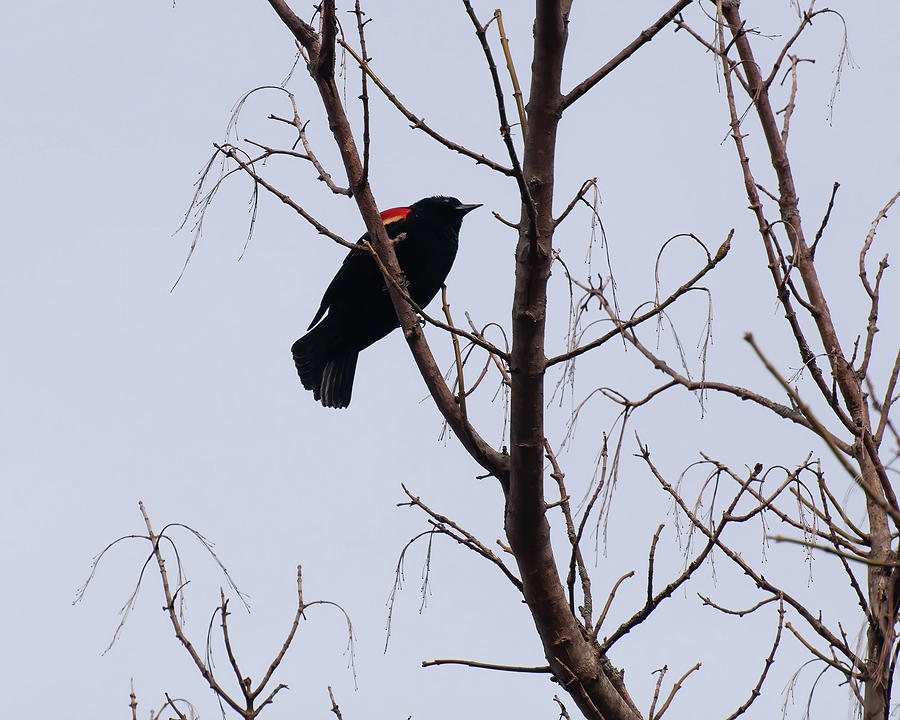 Bird Photograph - Red Winged Blackbird by Flees Photos