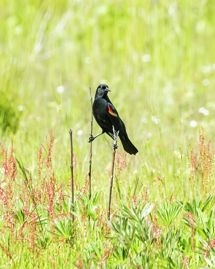 Red-winged Blackbird Hanging on to Reeds Photograph by Belinda Greb