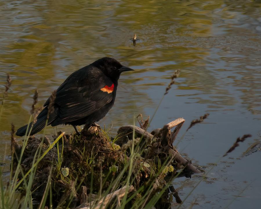 Red-winged Blackbird Photograph by Iina Van Lawick