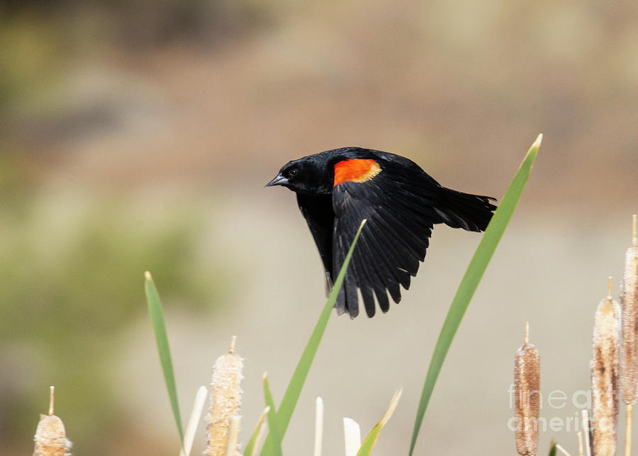 Red Winged Blackbird in Flight Wings Down Photograph by Steven Krull