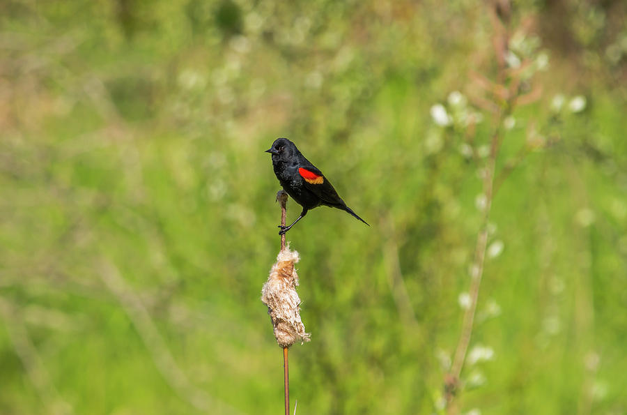 Red-winged Blackbird In Juanita Bay Marsh Photograph