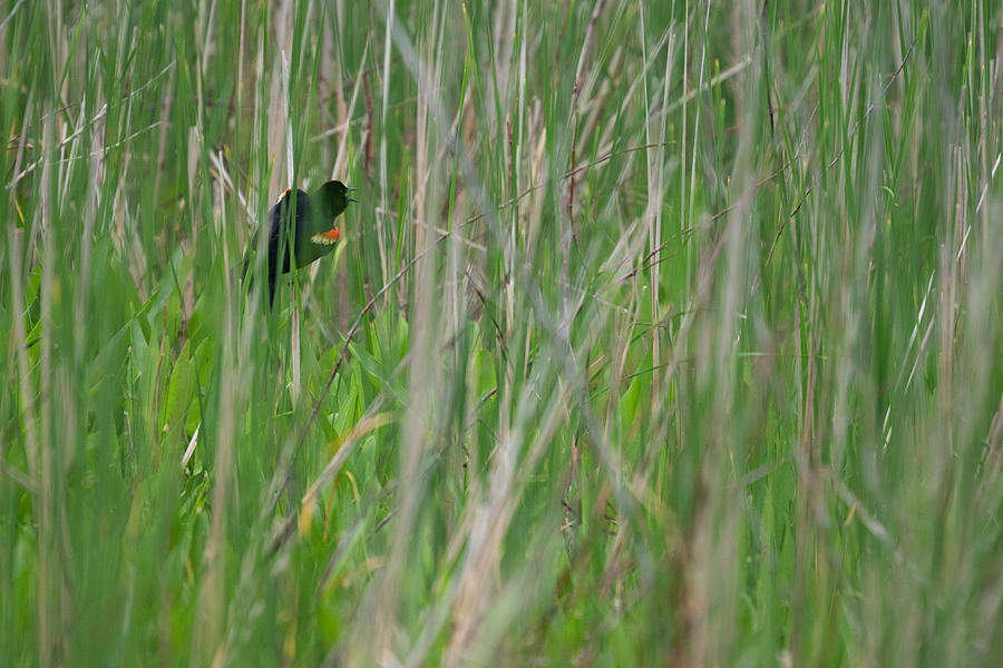 Red-Winged Blackbird In Tall Grass Photograph by Ricky Kresslein