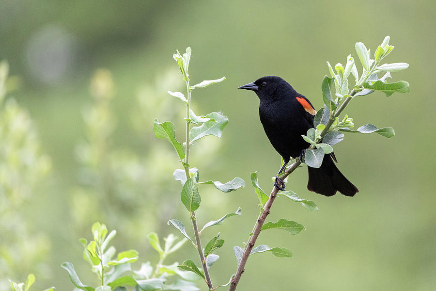 Red-winged Blackbird in Willow Photograph by Michael Russell