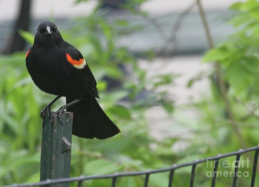 Wild Life Photograph - Red-winged Blackbird is Bird Watching by Patricia Youngquist