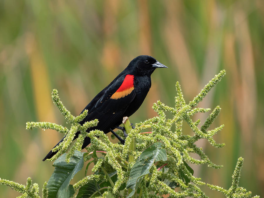Red Winged Blackbird Photograph by Jim Miller