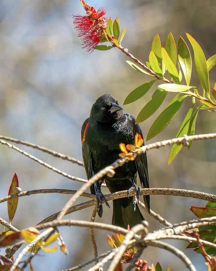 Bird Photograph - Red-winged Blackbird by Jim Thompson Bird Photograph - Red-winged Blackbird by Jim Thompson