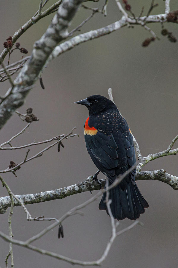 Red Winged Blackbird Photograph by John Haldane