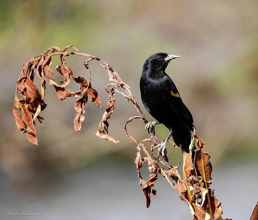 Red Winged Blackbird Photograph by Kathi Isserman