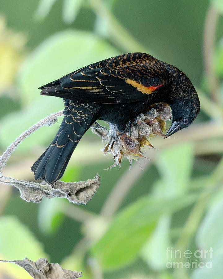 Red-Winged Blackbird Photograph by Kristine Anderson