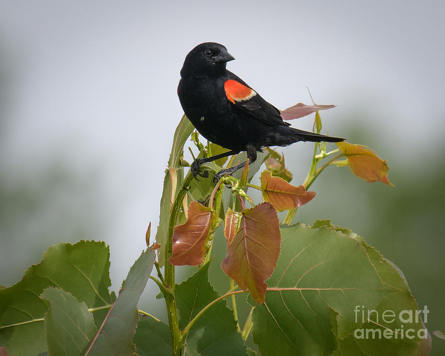 Red-winged Blackbird Photograph by Lisa Manifold
