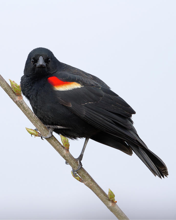Red Winged Blackbird Lookin at You Photograph by Flinn Hackett