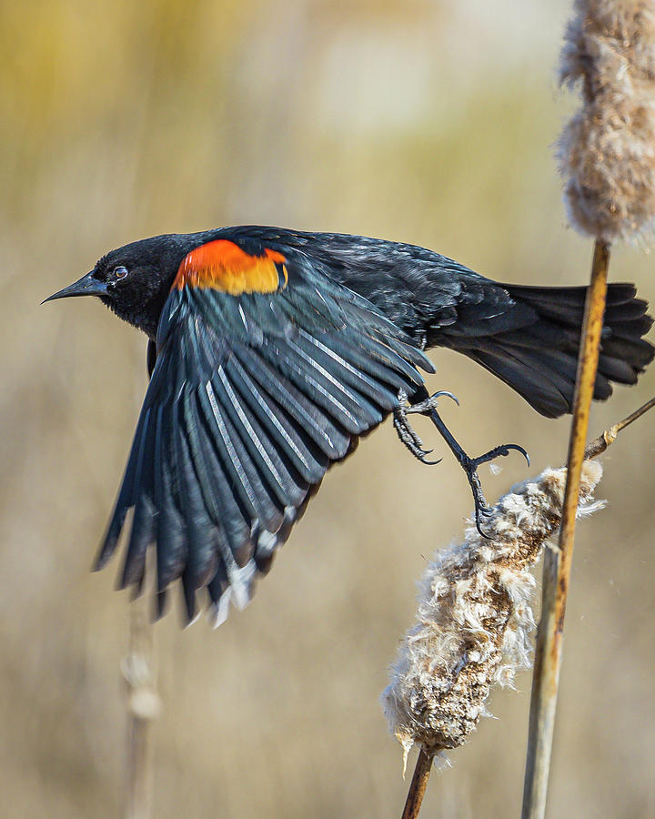 Red-Winged Blackbird Photograph by Mark Mille