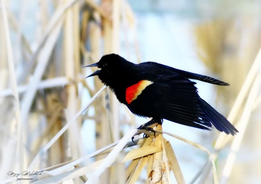Red Winged Blackbird Photograph by Mary Walchuck