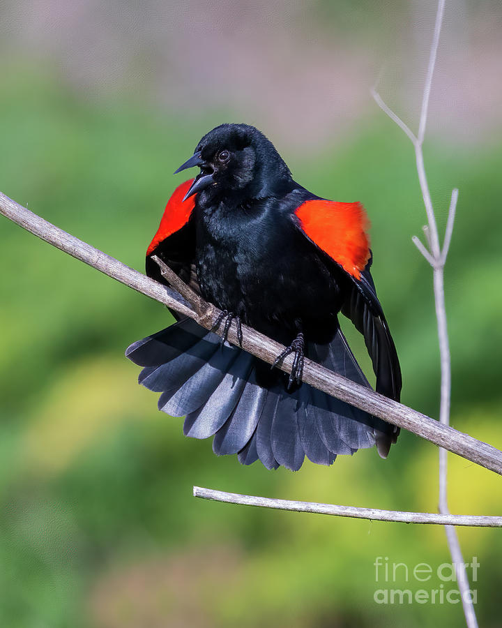 Red-Winged Blackbird Photograph by Mimi Ditchie