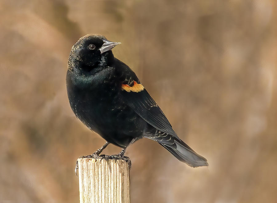 Red-winged Blackbird Photograph by Minnie Gallman