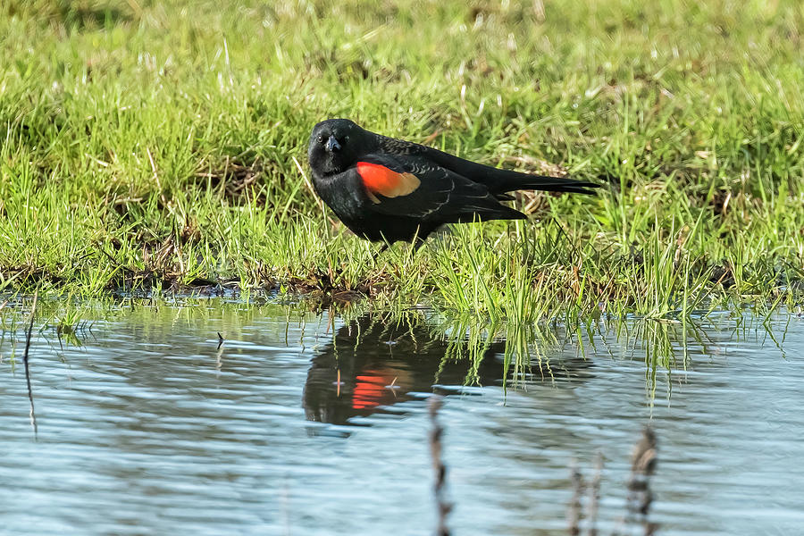 Red-winged Blackbird near Water, No. 1 Photograph by Belinda Greb