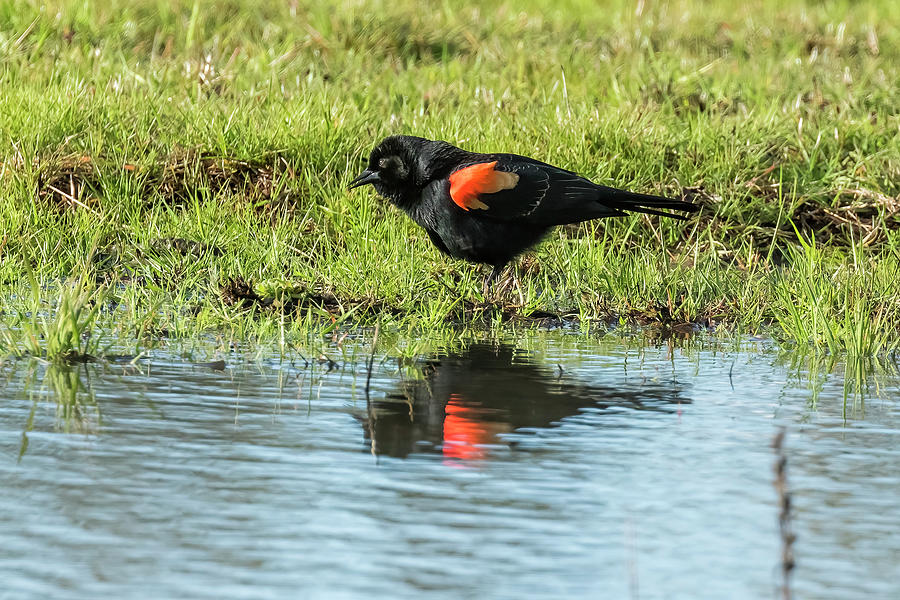 Red-winged Blackbird near Water, No. 2 Photograph by Belinda Greb