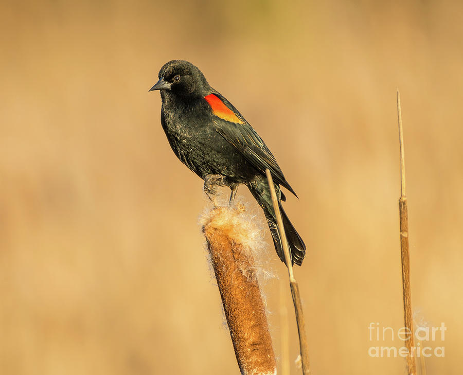 Red Winged Blackbird Photograph by Nick Boren