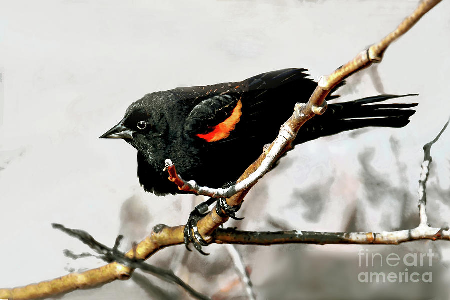 Red-Winged Blackbird on a Branch Photograph by Regina Geoghan