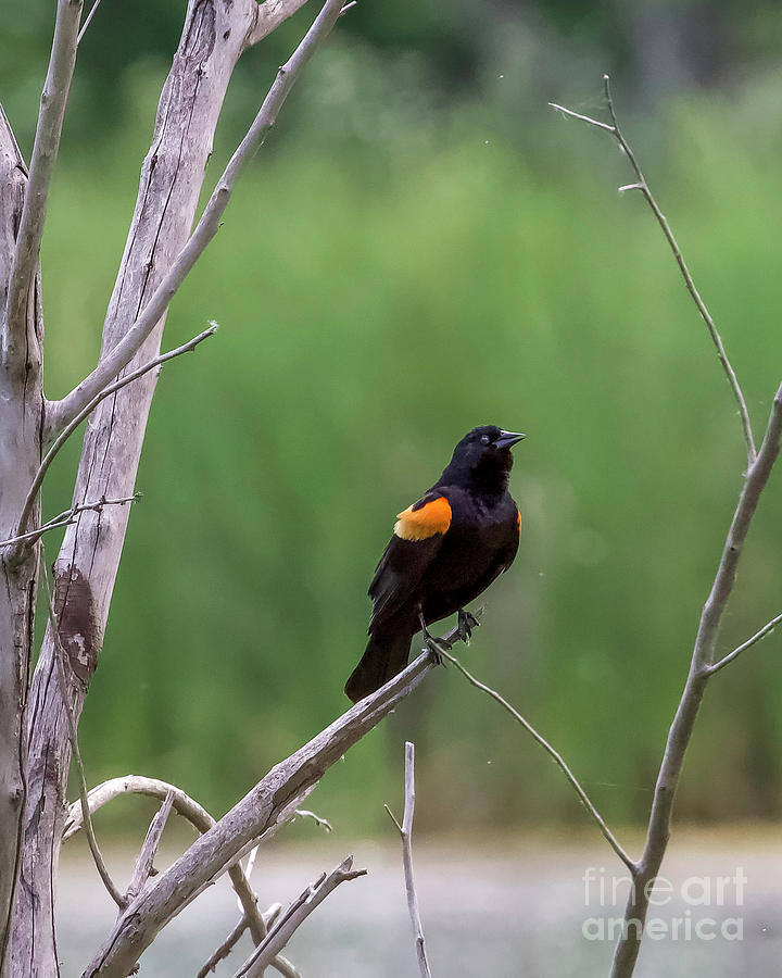 Red Winged Blackbird on Branch Photograph by Shirley Dutchkowski