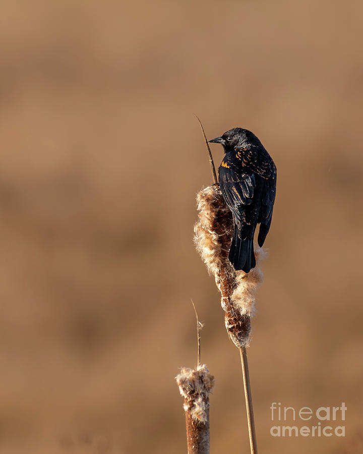 Winter Photograph - Red-winged Blackbird on Cattail by Nancy Gleason