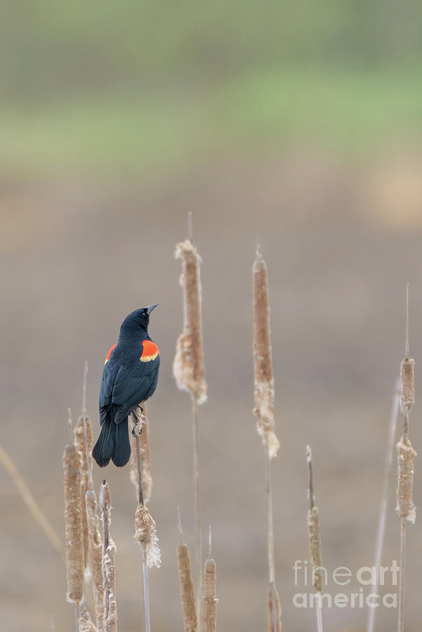 Red-winged Blackbird on Cattails Photograph by Nancy Gleason