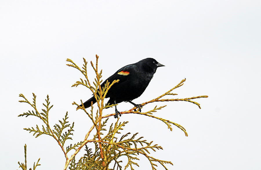Red Winged Blackbird On Cedar Photograph by Debbie Oppermann