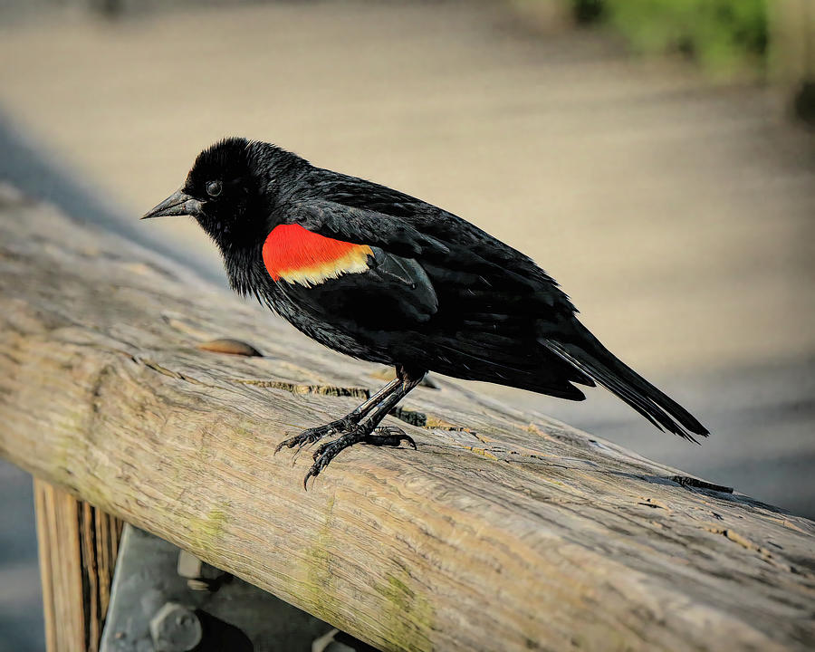 Red-winged Blackbird on Handrail Photograph by Dennis Lundell