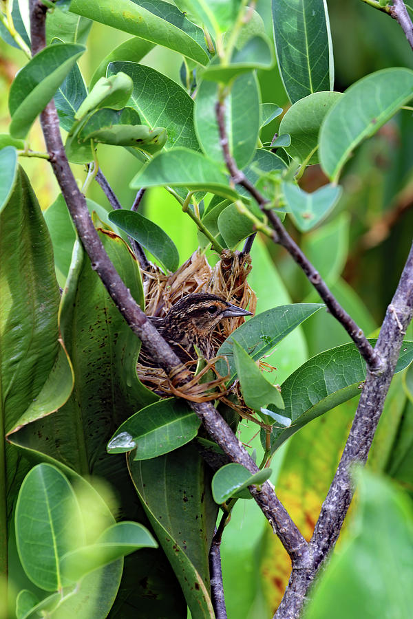 Red Winged Blackbird On Nest Photograph by Jennifer Robin