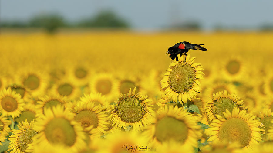 Red Winged Blackbird on Sunflower 5 Photograph by Debby Richards