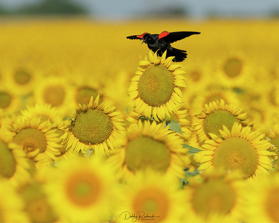 Red Winged Blackbird on Sunflower 6 Photograph by Debby Richards