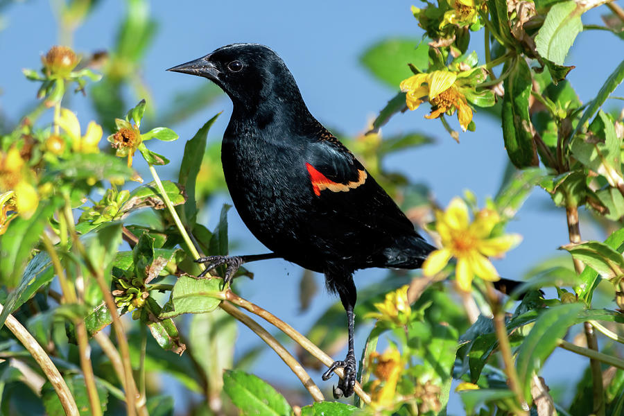 Red-winged Blackbird on Yellow Flowers. Photograph by Bradford Martin